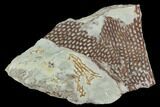 Ordovician Graptolite (Araneograptus) Plate - Morocco #126419-1